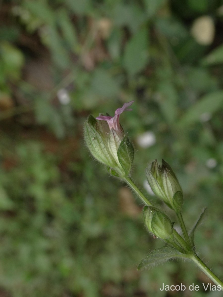 Lepidagathis fasciculata (Retz.) Nees